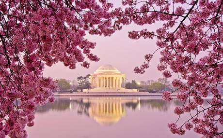 cherry blossom festival